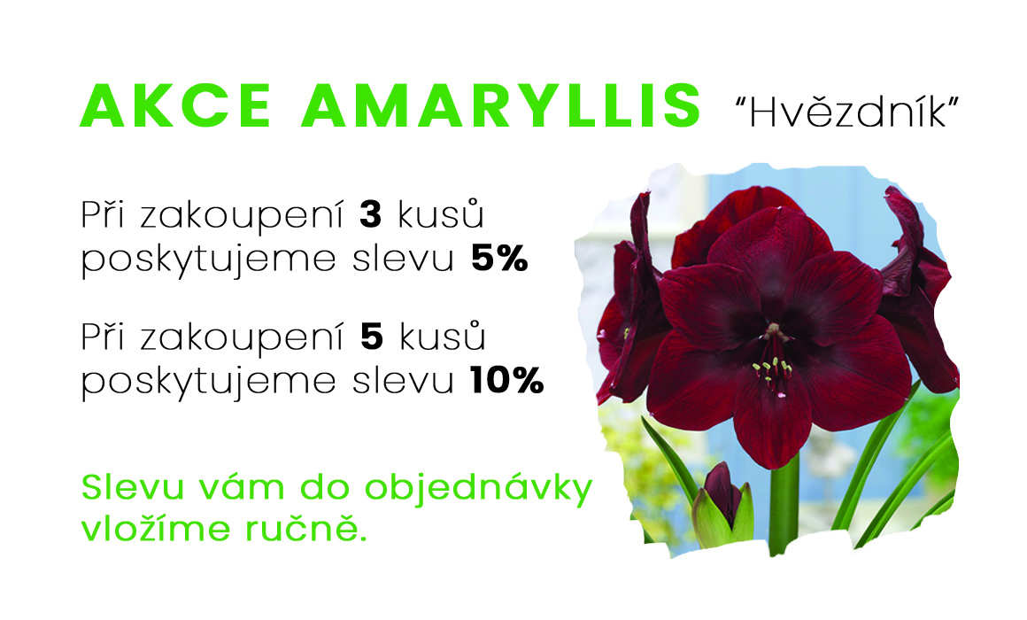 Amaryllis