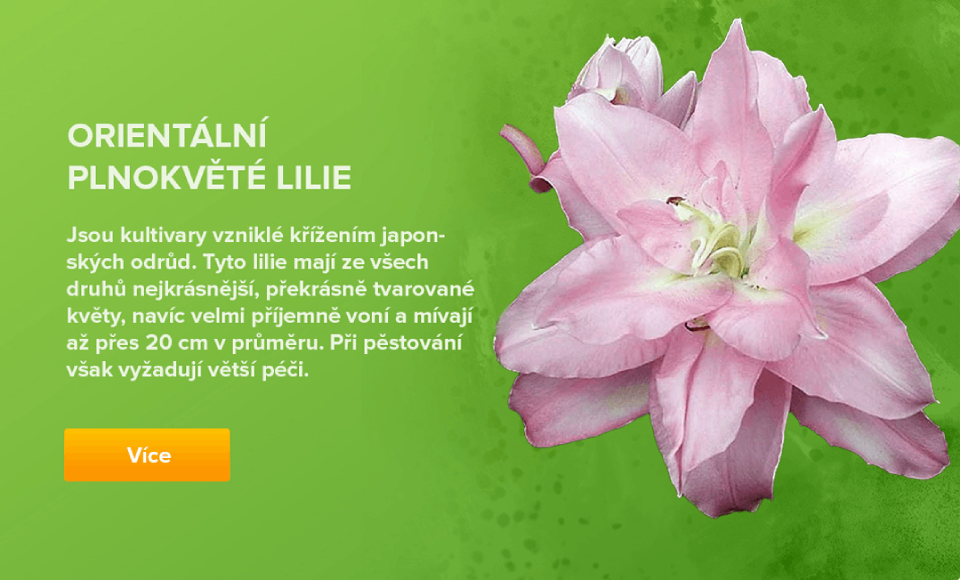 Orientální plnokvěté lilie