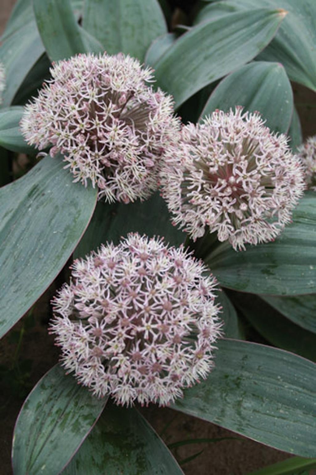 Allium karataviense Lukon Glads s.r.o.