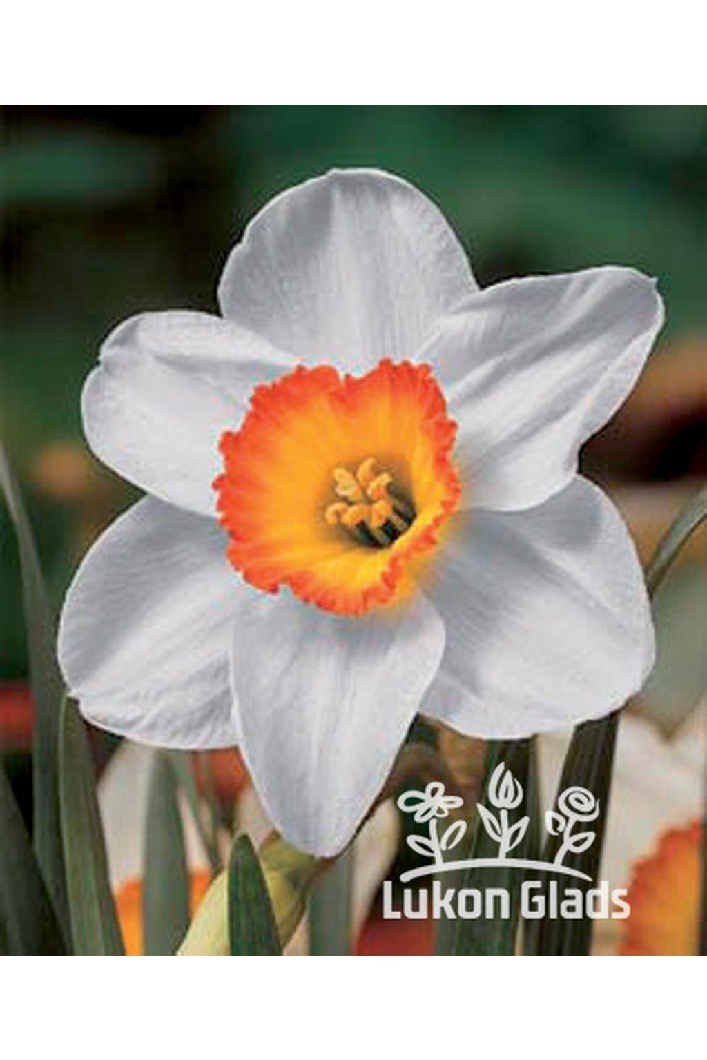 Narcis FLOWER RECORD - narcissus
