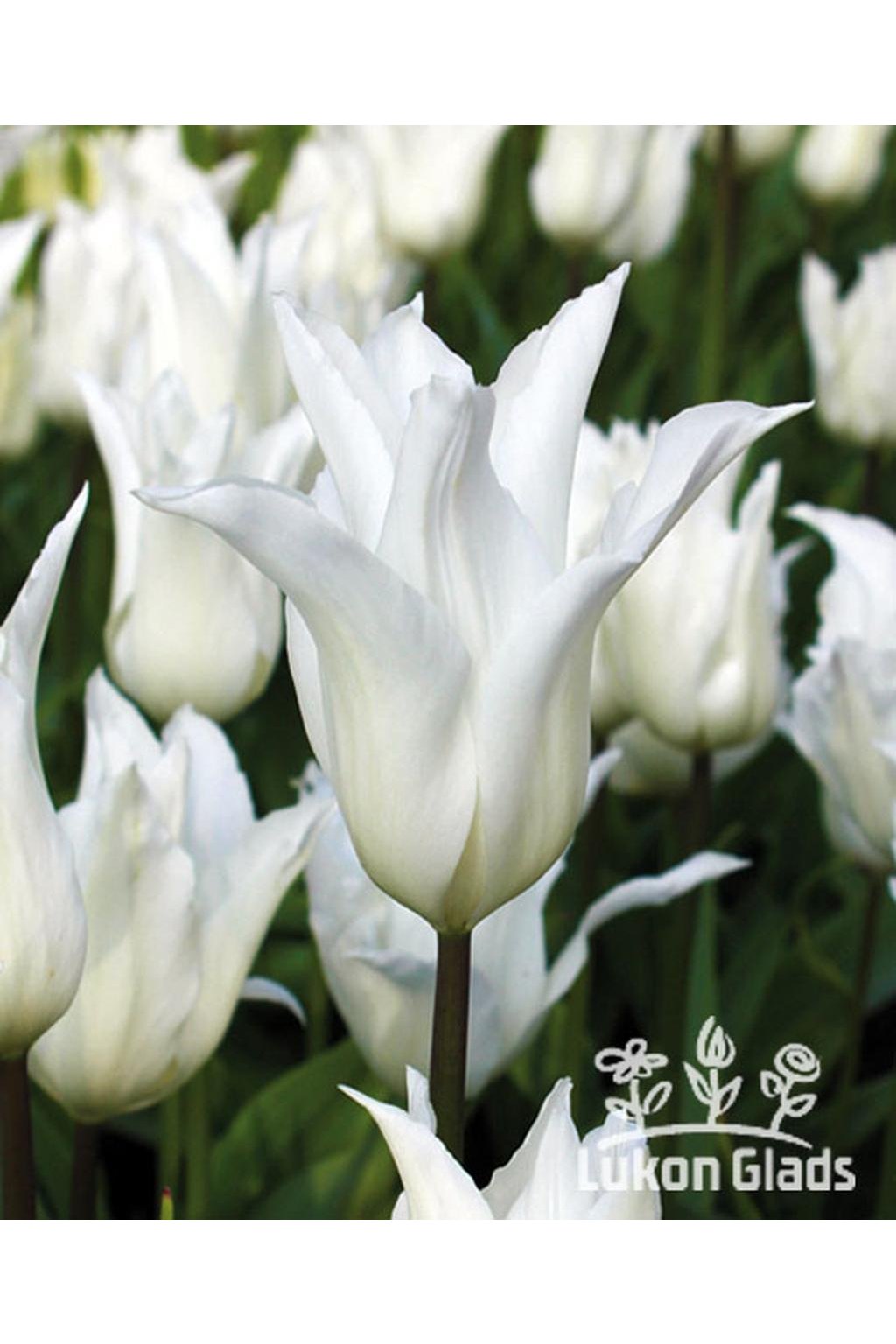 Tulipán WHITE TRIUMPHATOR - tulipa