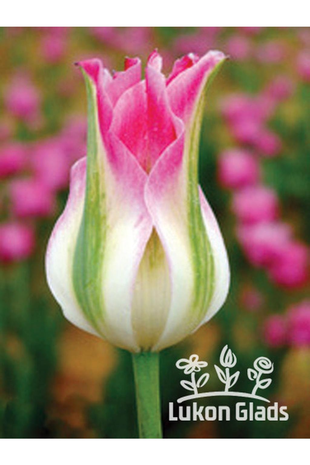 Tulipán FLOROSA