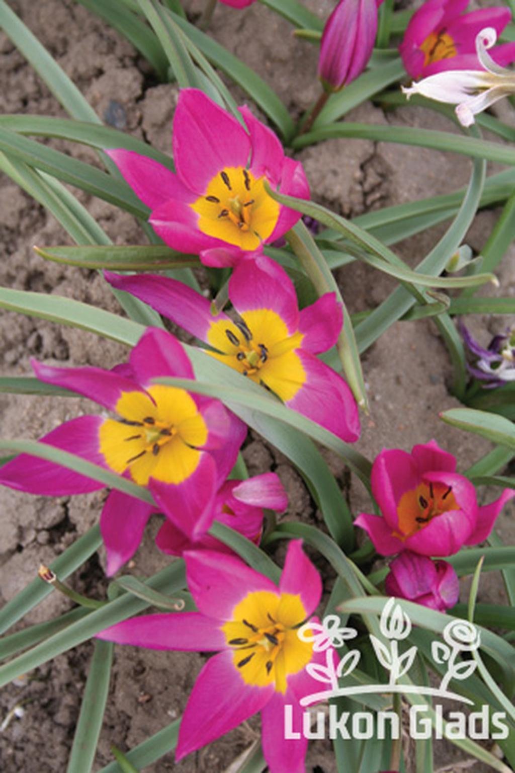 Tulipán humilis violacea YELLOW BASE
