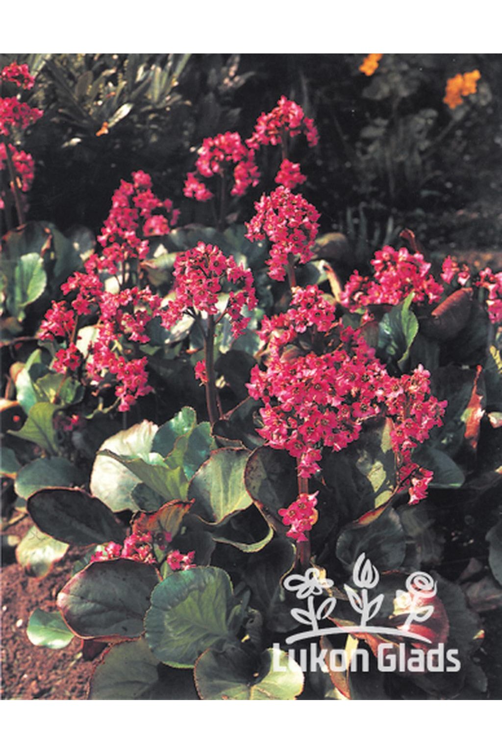 Bergenia cordifolia ROTBLUM