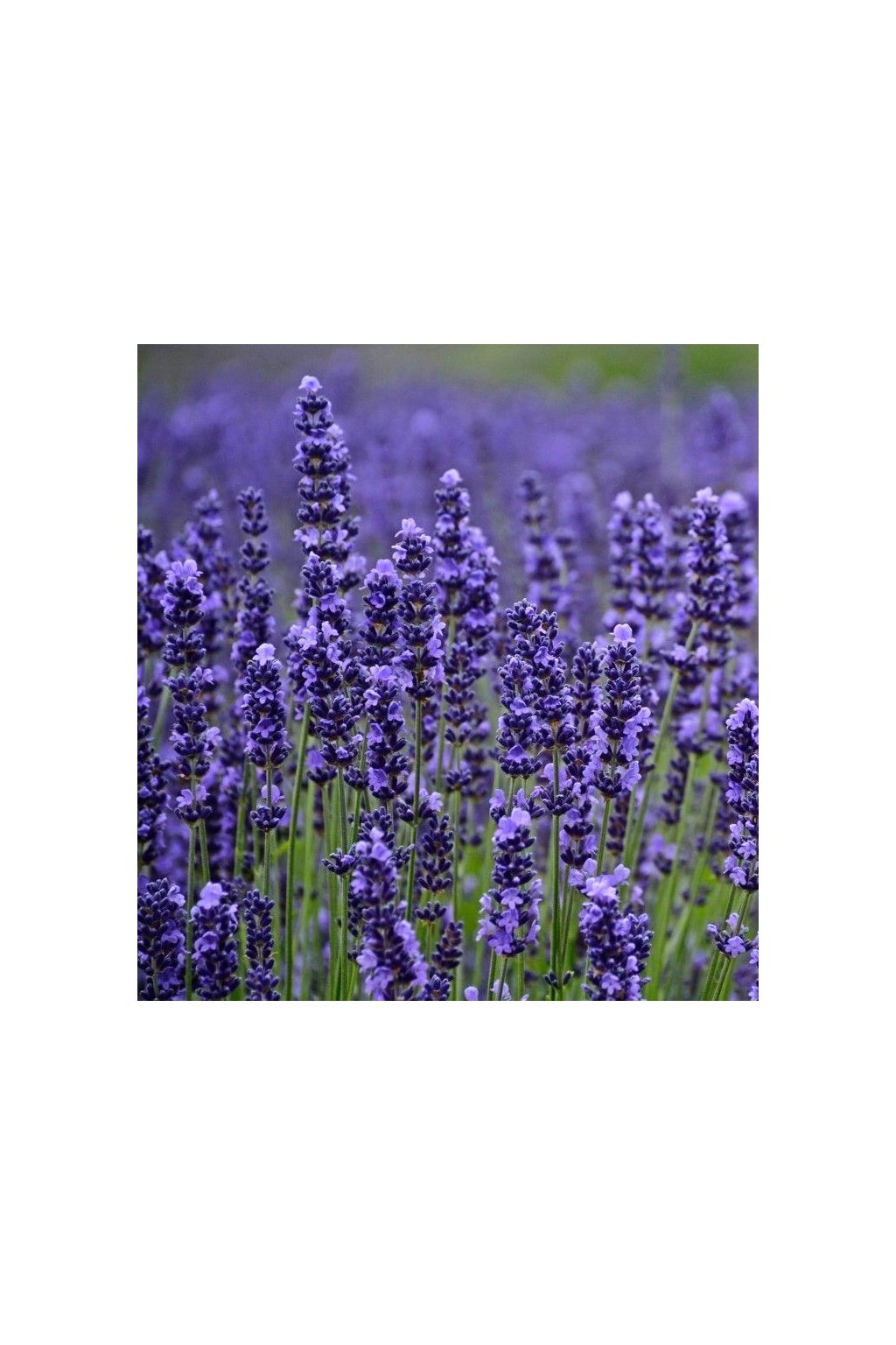 Lavandula angustifolia MUNSTEAD STRAIN - levandule úzkolistá