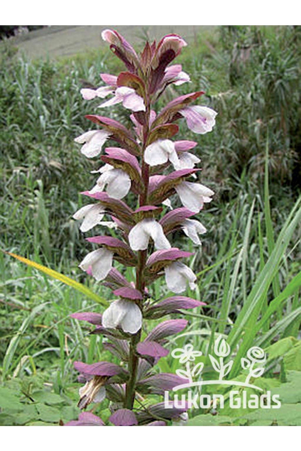 Acanthus mollis - Lukon Glads s.r.o.