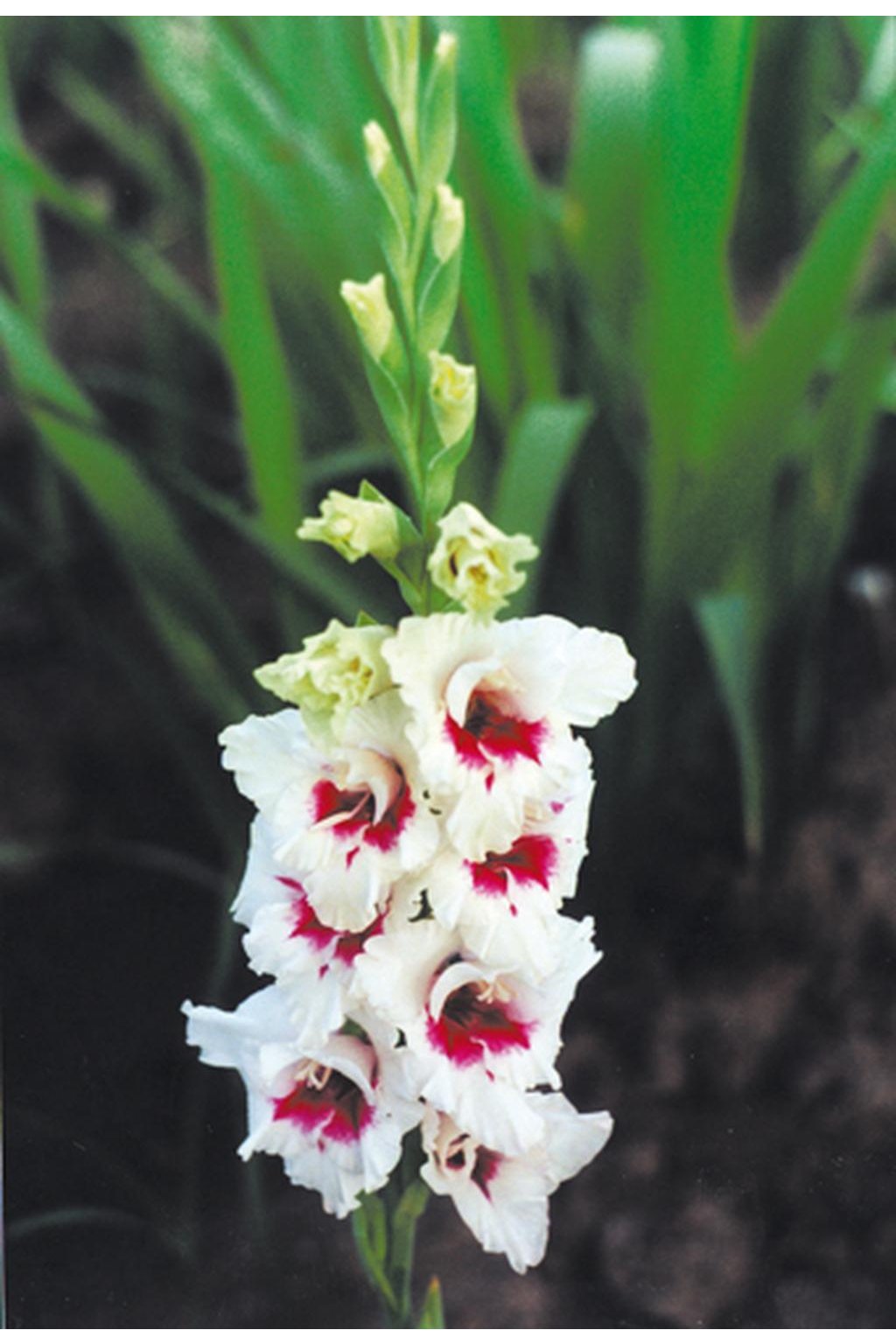 Mečík DOMINICK C. - gladiolus