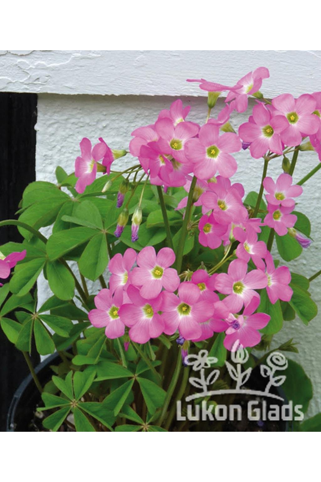 Oxalis lasiandra - šťavel, čtyřlístek