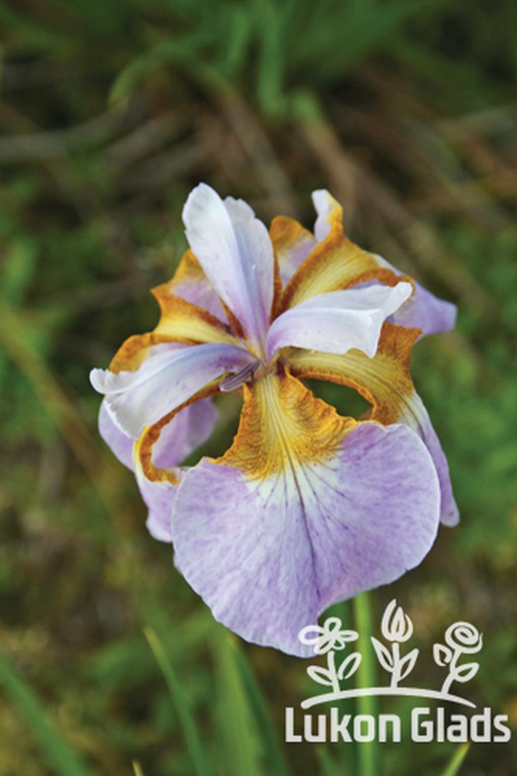 Iris sibirica RIKUGI SAKURA