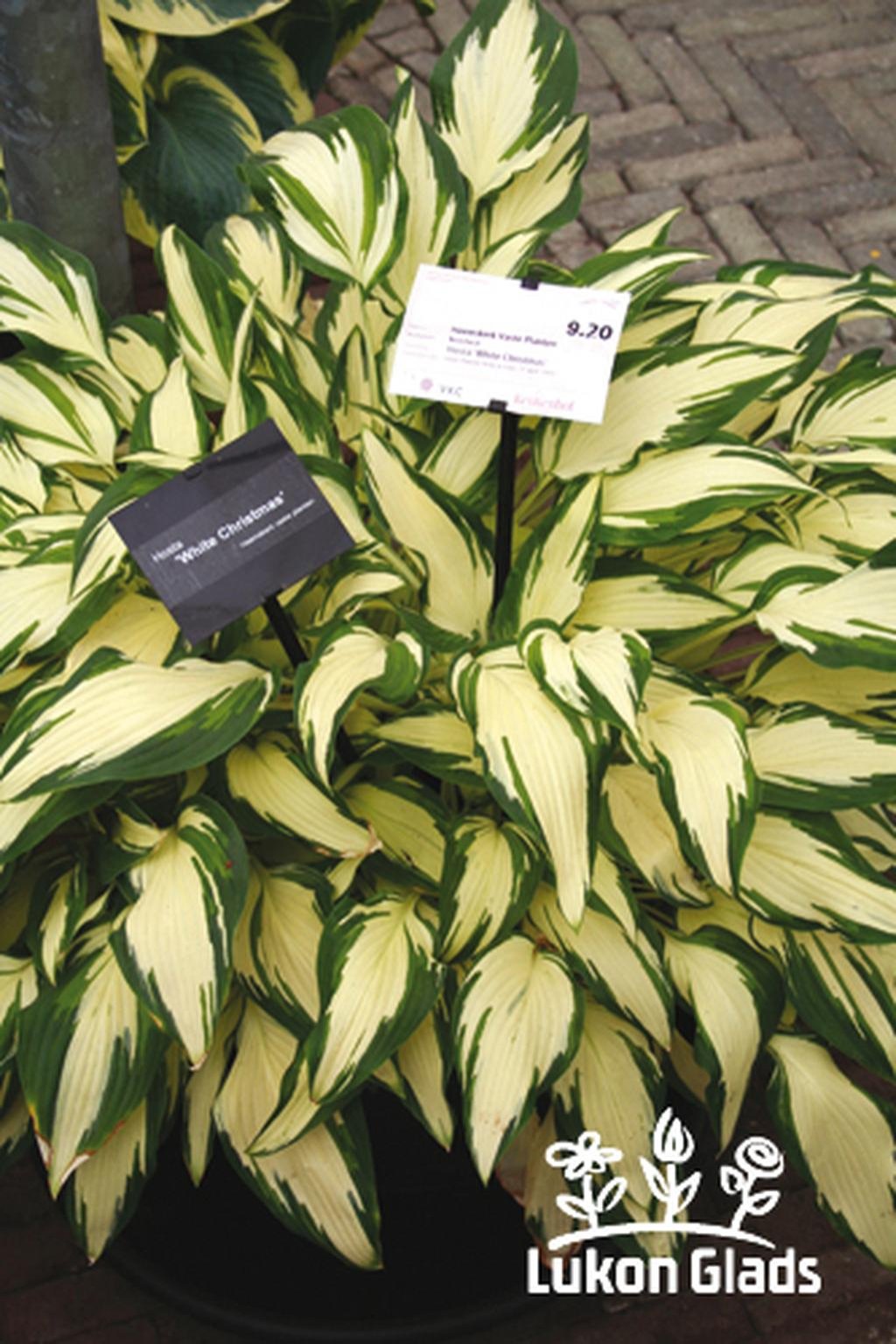 Hosta WHITE CHRISTMAS Lukon Glads s.r.o.
