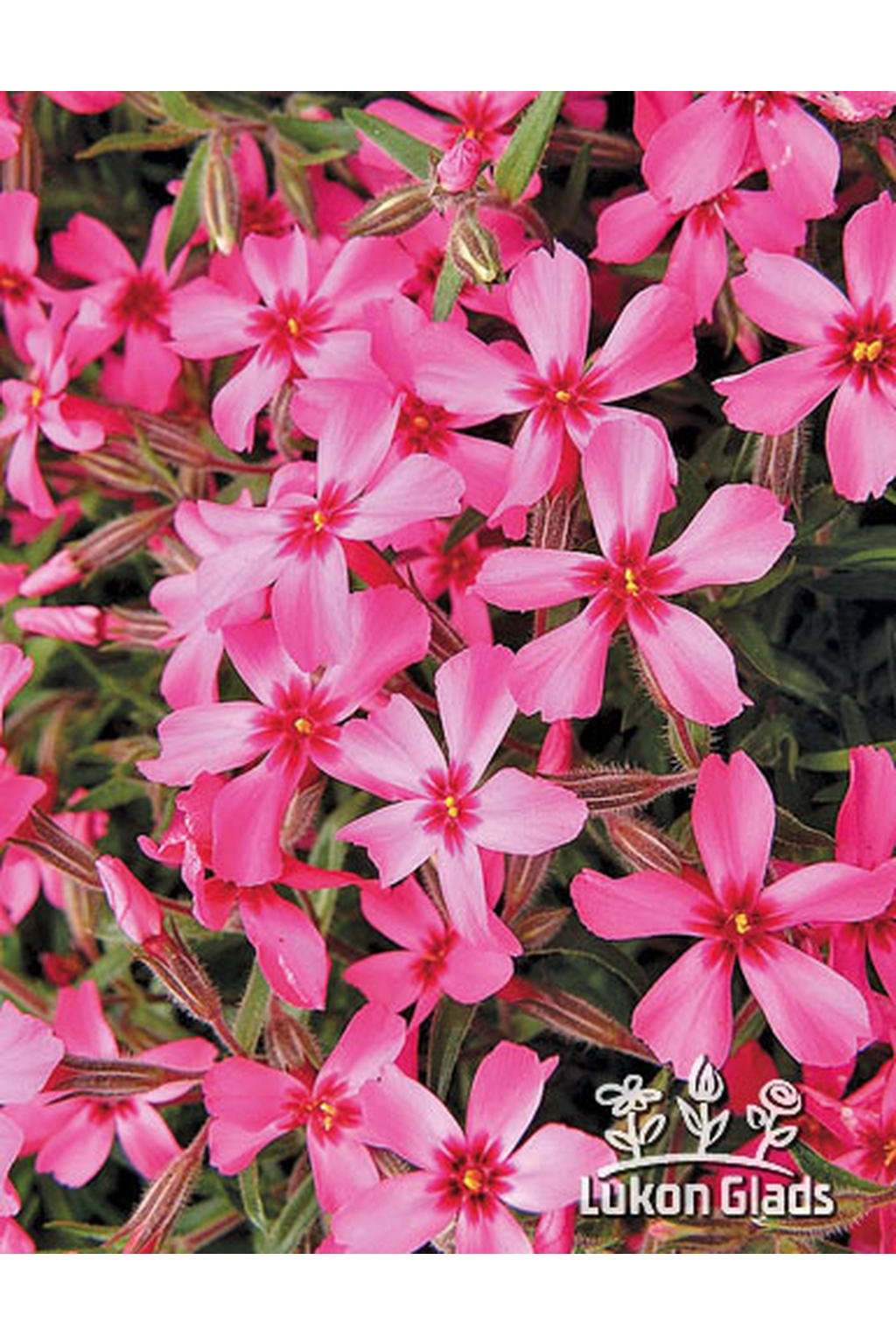 Phlox Subulata RED WINGS Lukon Glads S r o Phlox subulata red wings lukon glads s r o