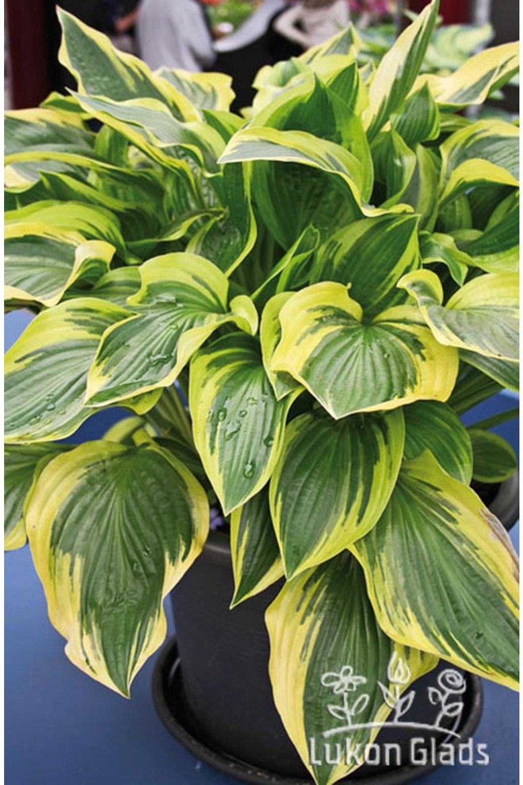 Hosta DON STEVENS - Lukon Glads s.r.o.