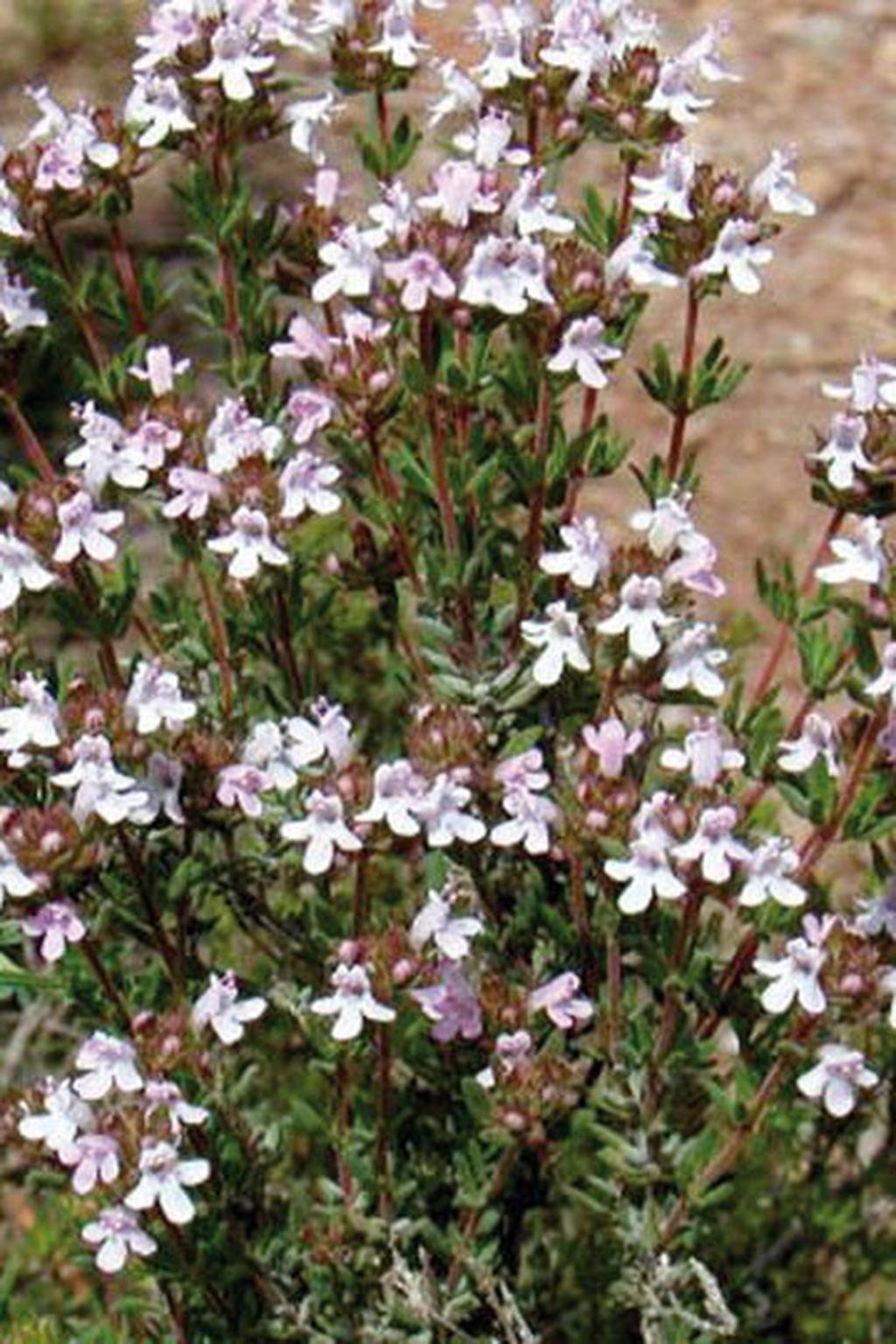 Thymus vulgaris Lukon Glads s.r.o.