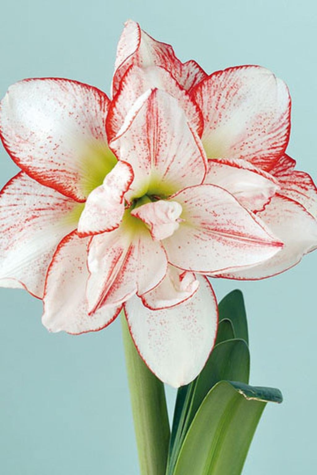 Amaryllis STRIPED AMADEUS - Lukon Glads s.r.o.