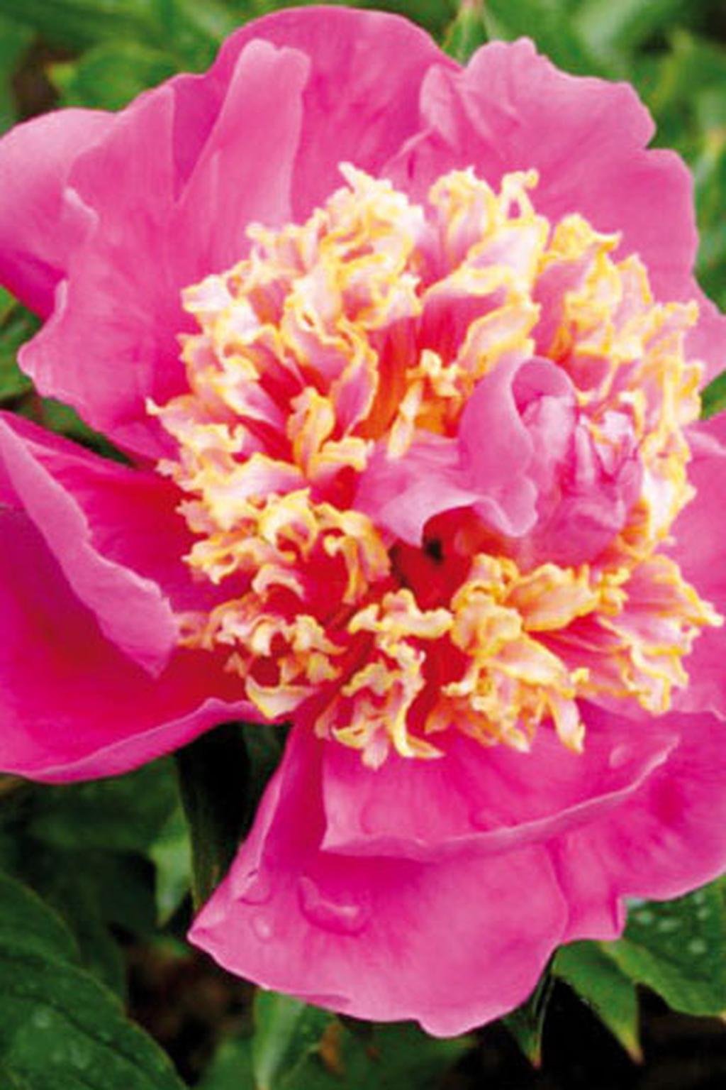 Paeonia MANDARINS COAT Lukon Glads s.r.o.