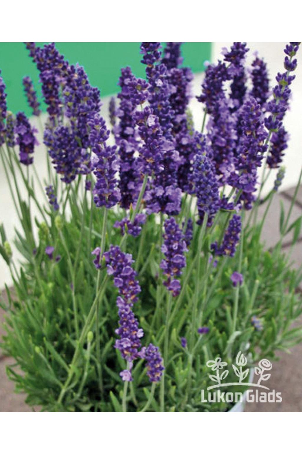 Lavandula angustifolia SPEAR BLUE - levandule úzkolistá