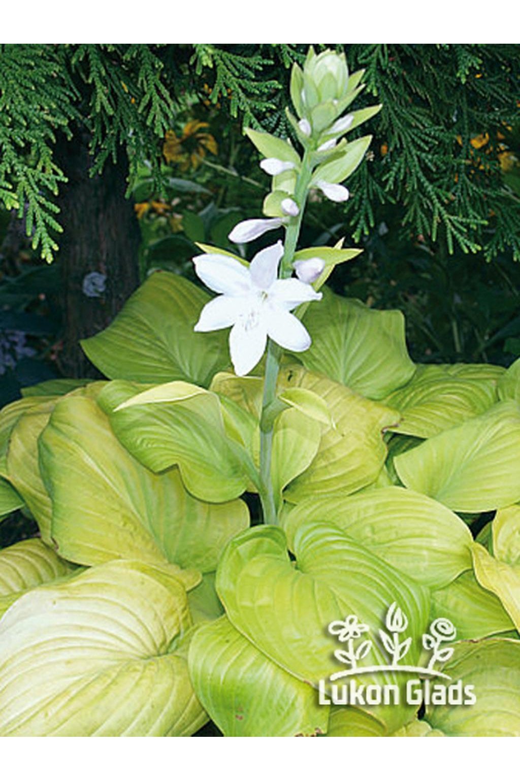 Hosta TORTILLA CHIP - Lukon Glads s.r.o.