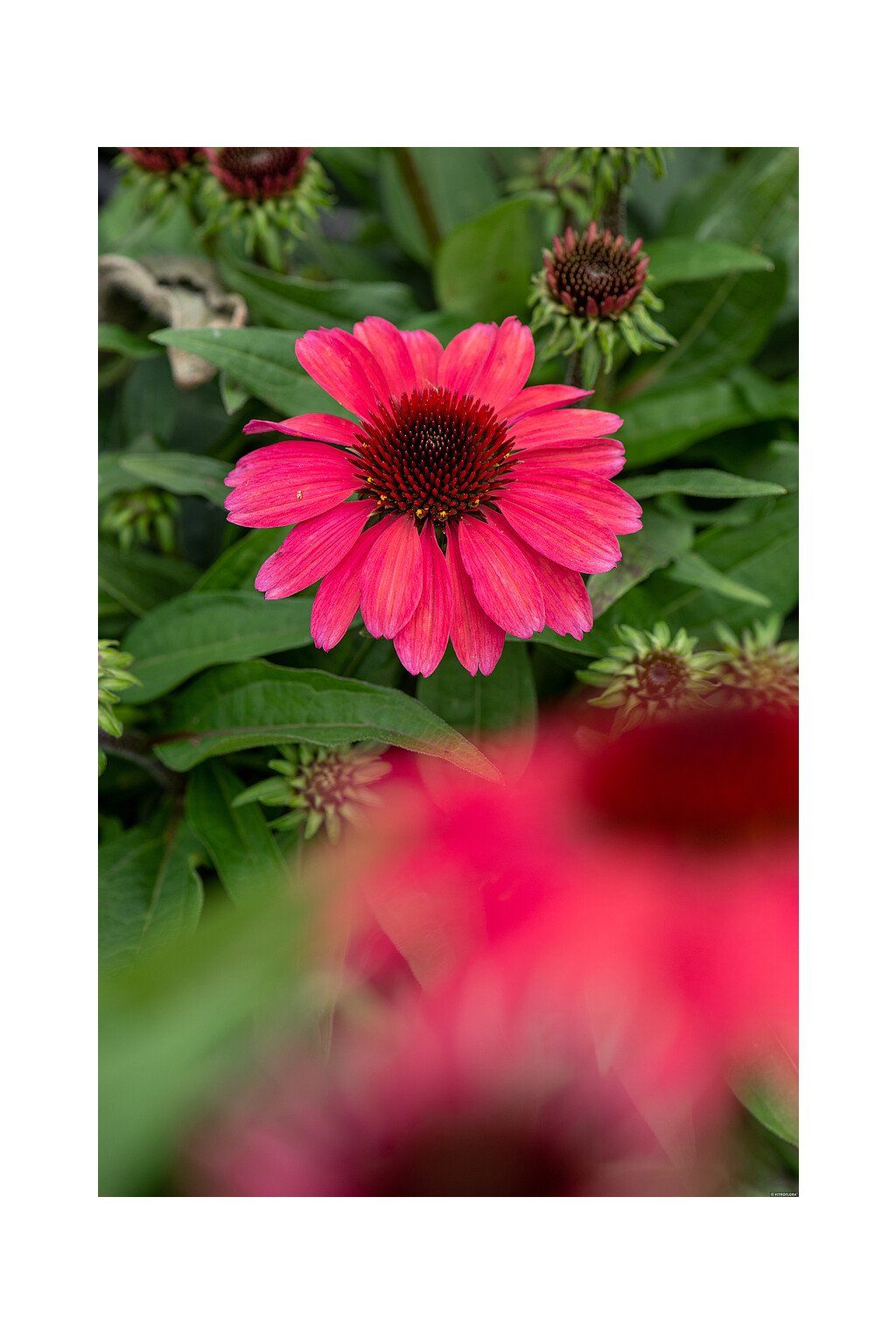 sunmagic vintage red echinacea hybrida 75922 1