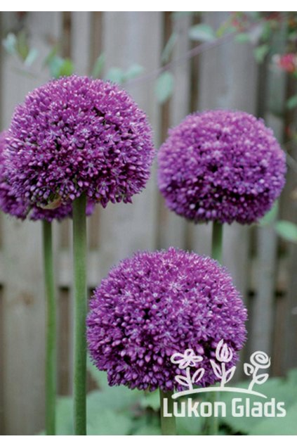 Allium AMBASSADOR - okrasný česnek