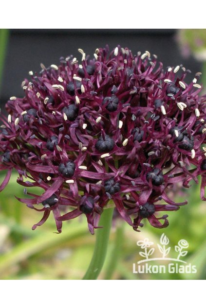 Allium atropurpureum - okrasný česnek, česnek černonachový