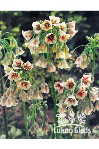 Allium bulgaricum - okrasný česnek, allium siculum