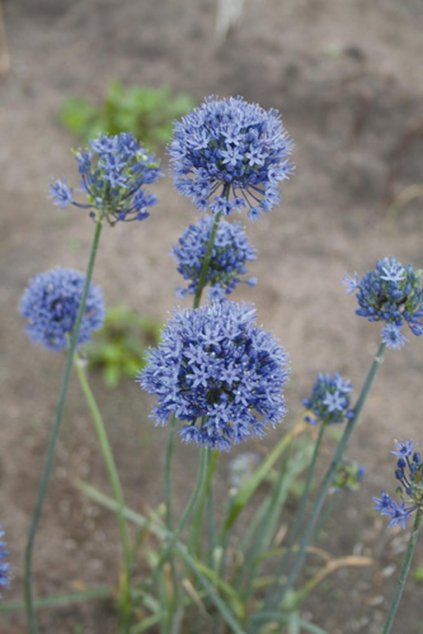 Allium caeruleum - okrasný česnek