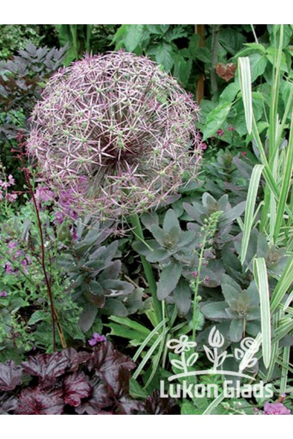 Allium christophii - okrasný česnek