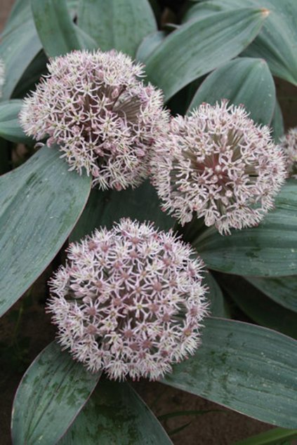Allium karataviense - okrasný česnek