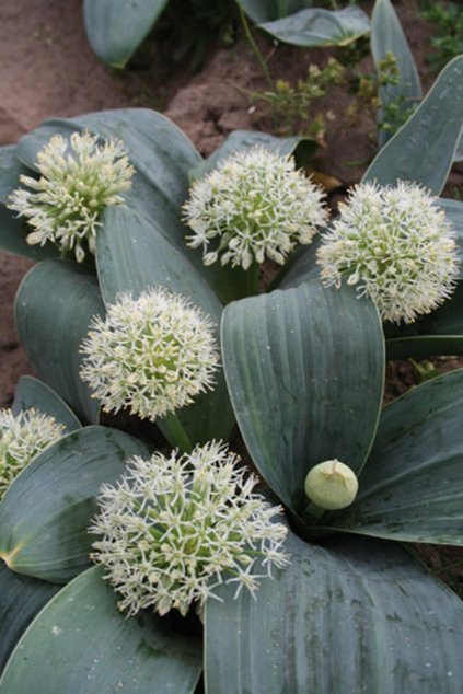 Allium karataviense IVORY QUEEN - okrasný česnek