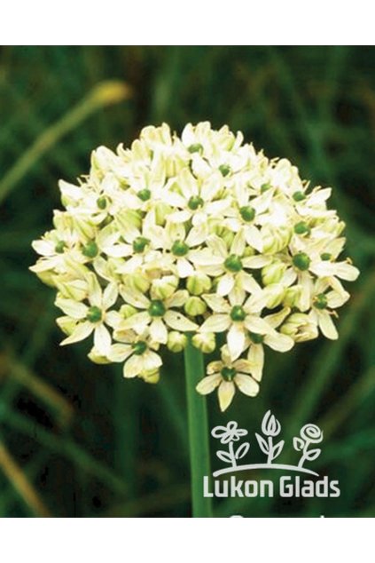 Alium nigrum - okrasný česnek