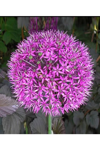 Allium PURPLE SENSATION - okrasný česnek