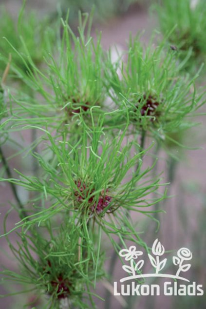 Allium vineale HAIR - okrasný česnek