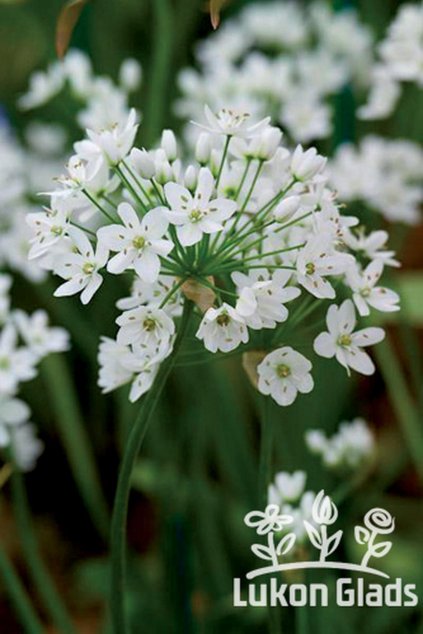 Allium cowanii - skalkový česnek