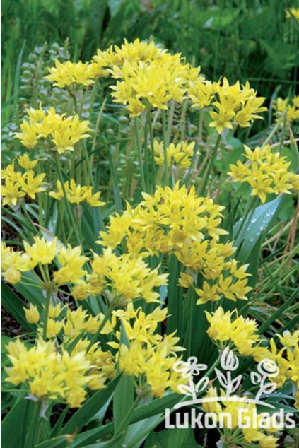 Allium moly - skalkový česnek