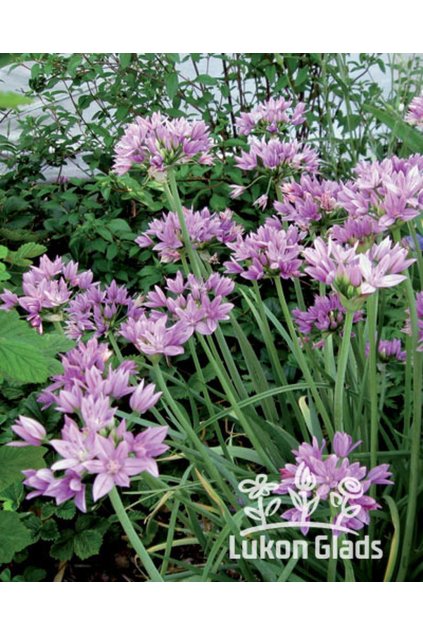 Allium unifolium - skalkový česnek