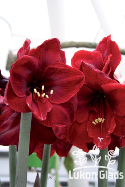 Amaryllis BENFICA - hippeastrum, hvězdník