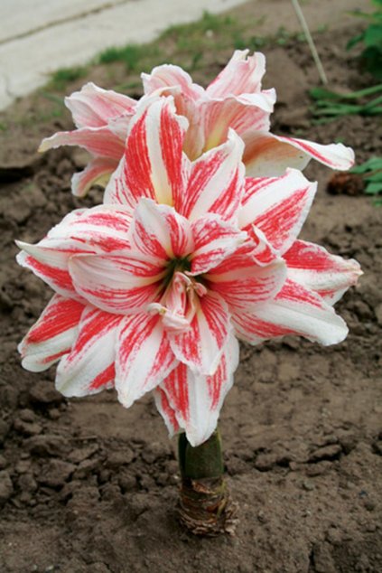 Amaryllis DANCING QUEEN - hippeastrum, hvězdník