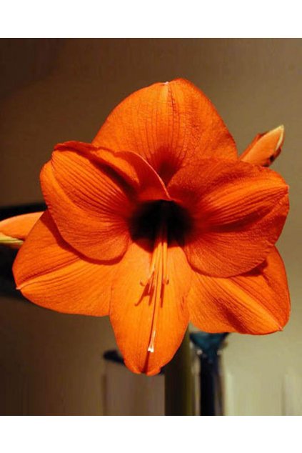 Amaryllis ORANGE SOUVEREIGN - hippeastrum, hvězdník