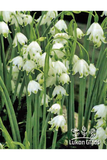 Bledule Leucojum aestivum GRAVETYE GIANT - bledule letní