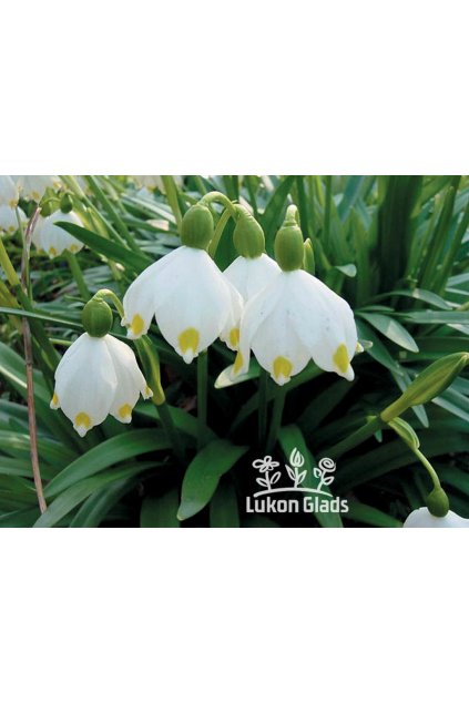 Bledule Leucojum vernum - bledule jarní