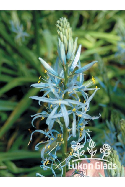 Camassia cusickii - ladoník