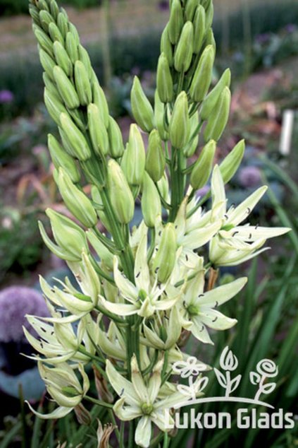 Camassia leichtlinii ALBA - ladoník