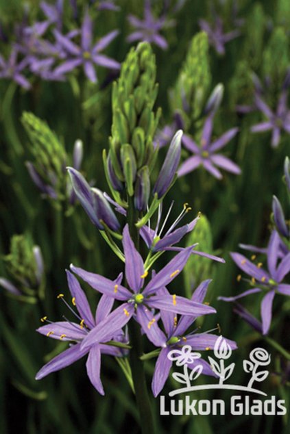 Camassia leichtlinii CAERULEA - ladoník