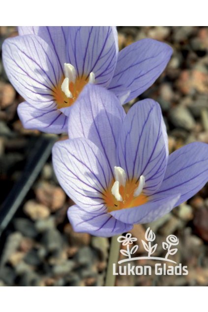 Crocus pulchellus - podzimní šafrán