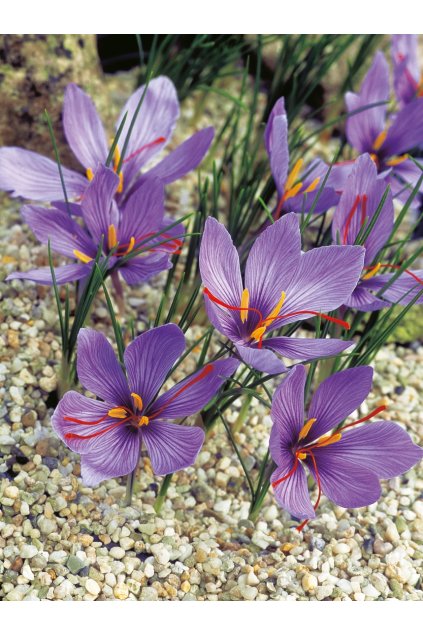 Krokus jesienny SATIVUS