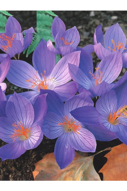 Krokus jesienny Speciosus