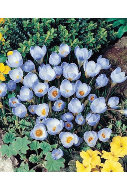 Crocus BLUE PEARL - šafrán, krokus