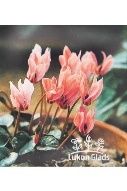 Cyclamen cilicicum - brambořík