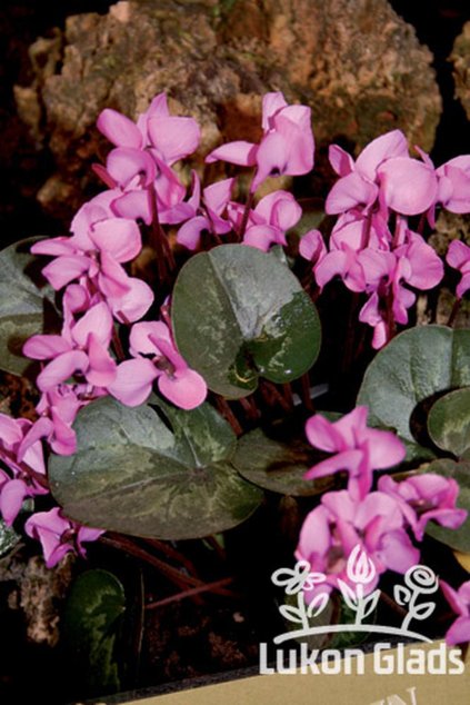 Cyclamen coum - brambořík