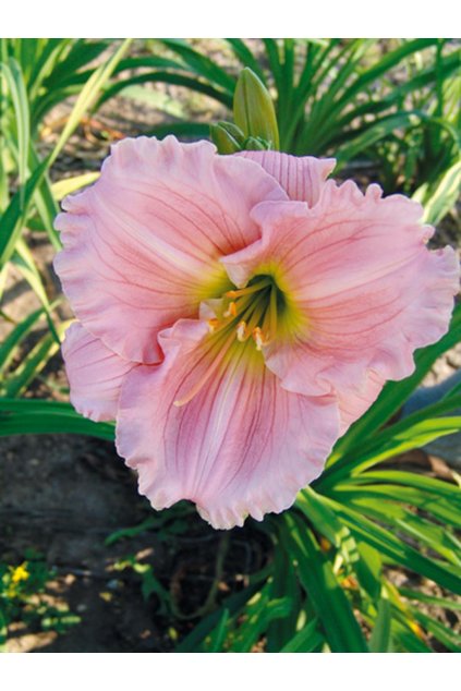 Denivka BARBARA MITCHELL- hemerocallis